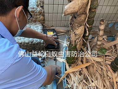 大塘莘田村灭治白蚁危害