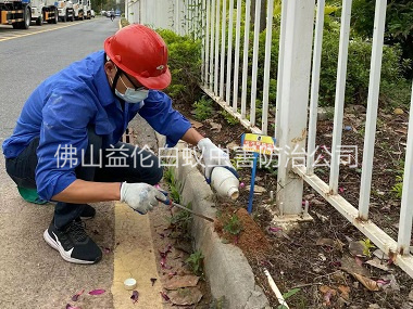 云东海红火蚁防治工程