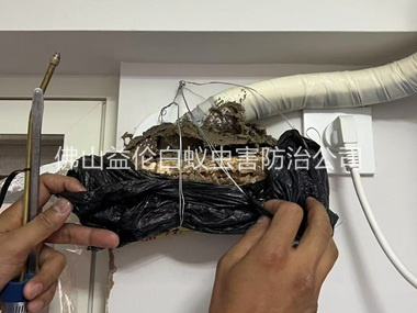 平洲房屋白蚁诱杀工程